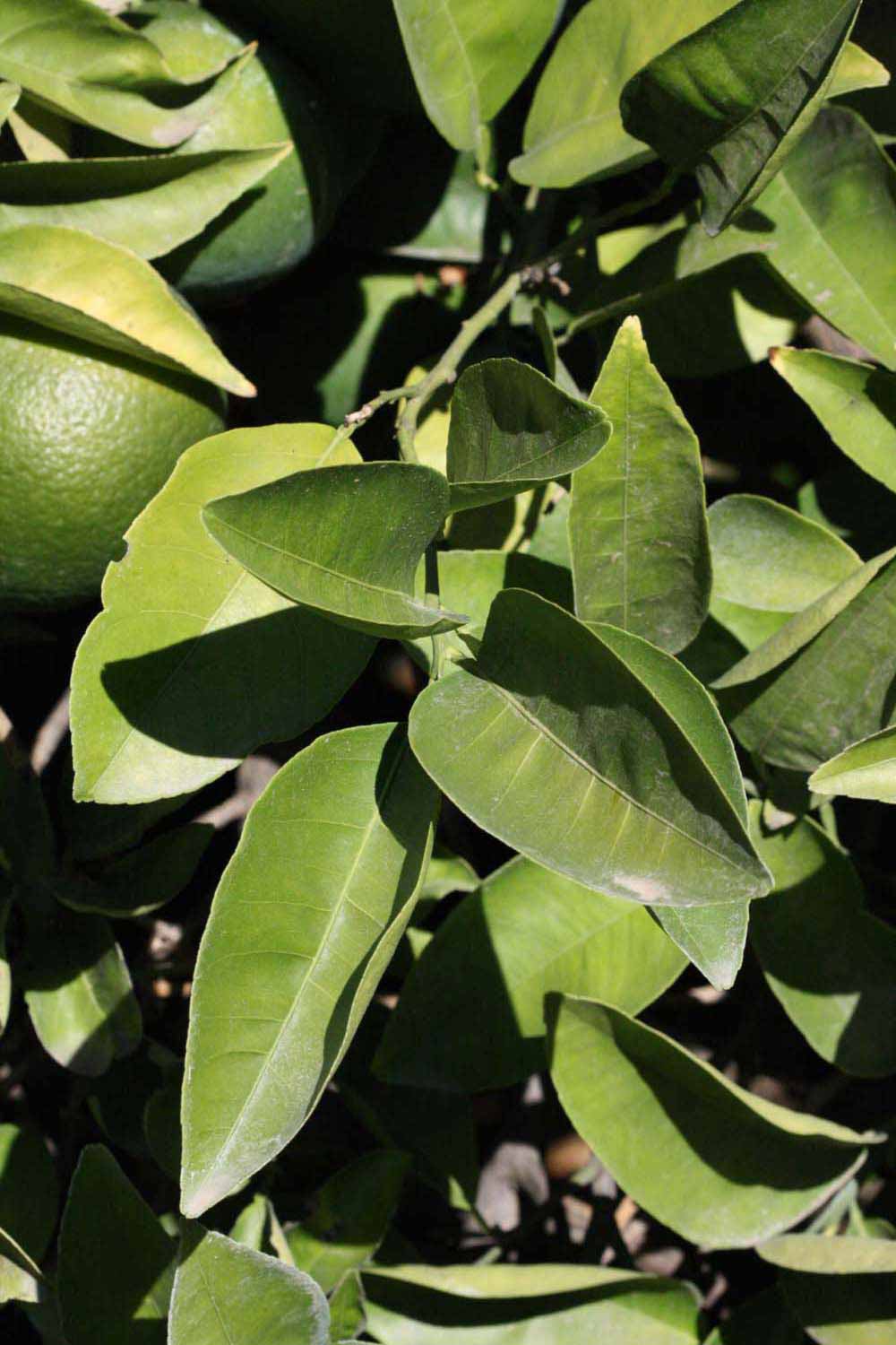              Sun leaves (Riverside, CA)       